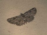 Orbamia octomaculata